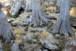 Trees at Hamilton Pool Preserve in Texas