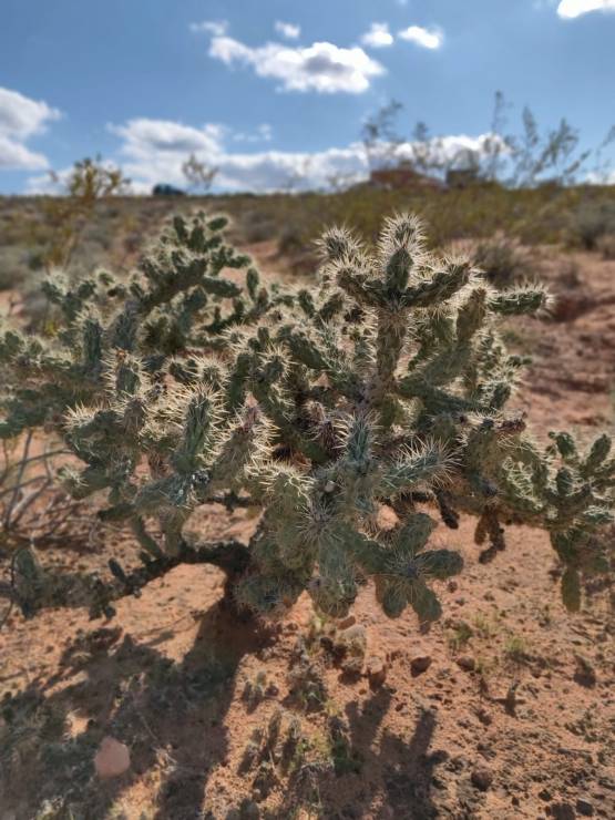 Cactus, Red Rock Canyon, Nevada, USA